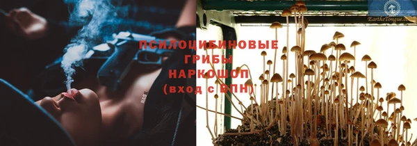 PSILOCYBIN Бородино